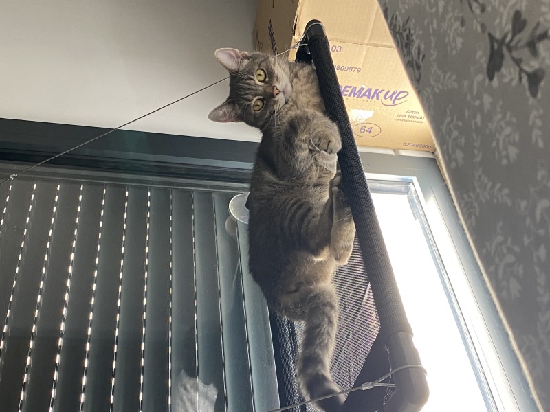 360 Sun-soaked Comfort: Hamaca de ventana de gato que ahorra espacio para  gatos de interior