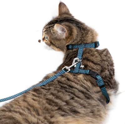 Un harnais pour chats : ainsi se promener avec votre chat