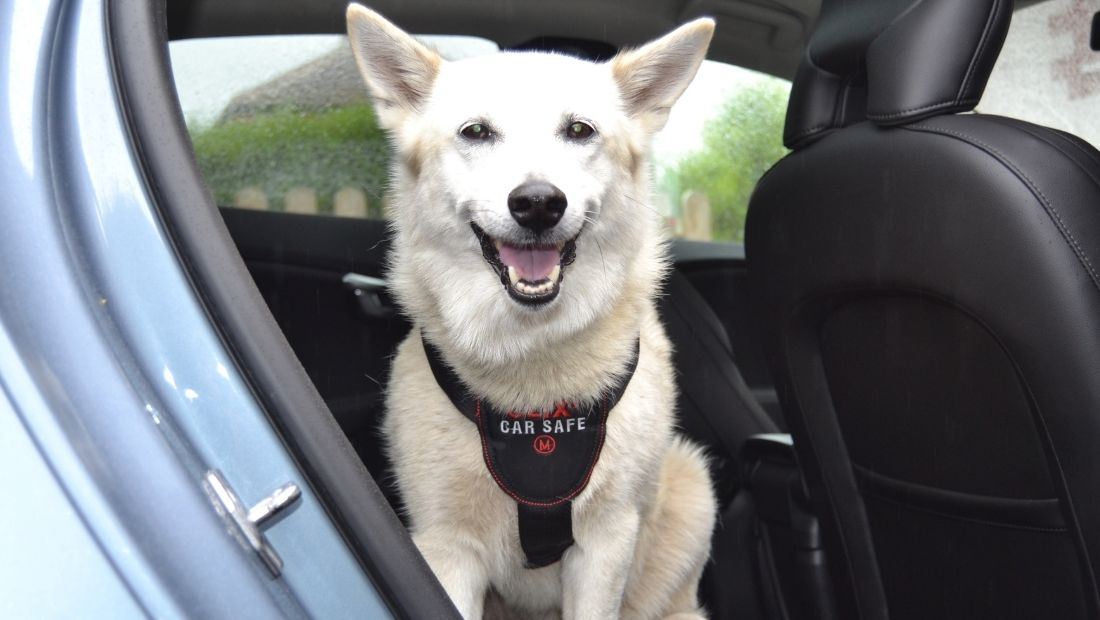 Harnais transport en voiture CarSafe pour chien