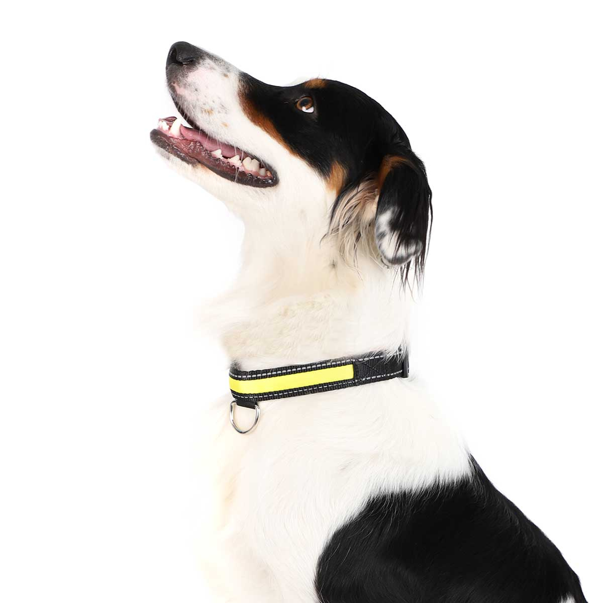 Collar Led para perros amarillo con pilas (incluidas) - Zolia Mcfly