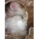 Maison-d'angle-pour-hamster,-cochon-d'Inde,-lapin-Natural-Living-Jesper_de_Lise_8575997935acca4af8ee1a2.11209458