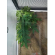 Plante-tissu-a-suspendre,-Abutilon_de_lea_2192305385a843121df6219.45771859