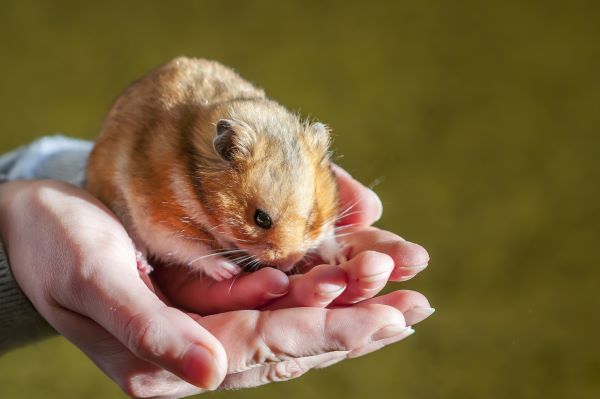 Hamster Syrien : Tout Savoir sur lui !