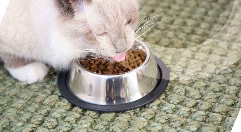 Un gato comiendo en el comedero de acero inoxidable antideslizante Zolia Hayal