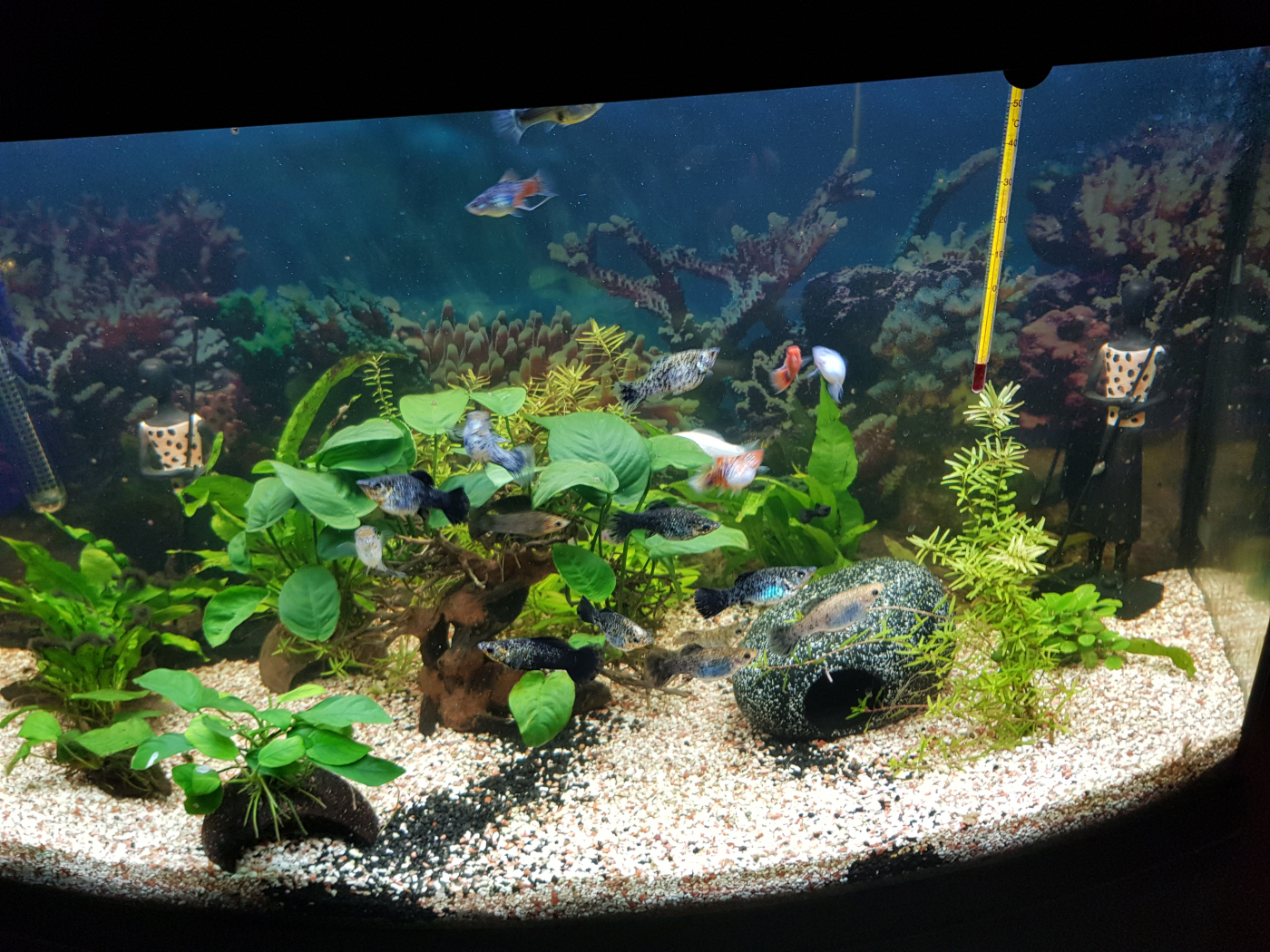 Décoration d'aquarium en 3 dimensions Courcelles