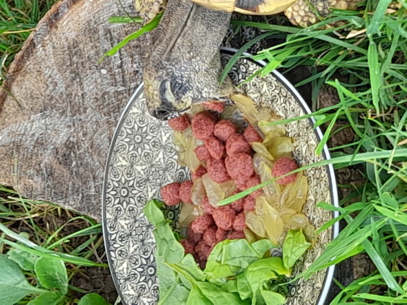 Mélange de feuilles et fruits séchés pour tortue de jardin Tortoise Fruit  Mix KOMODO