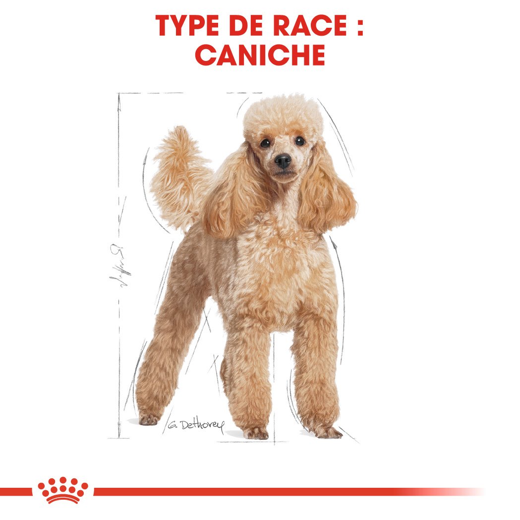 Royal Canin Adult Poodle Nassfutter