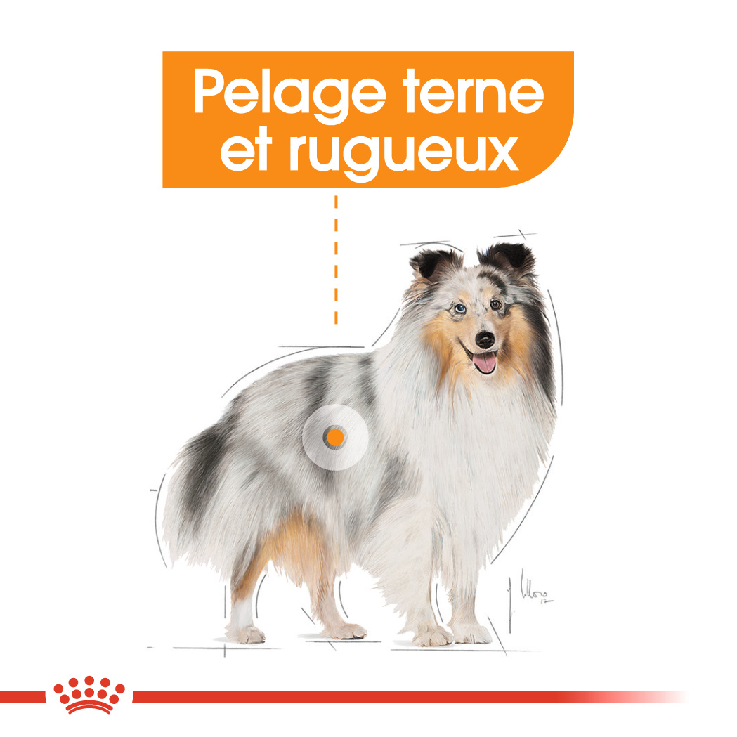 Royal Canin Coat Care natvoer in mousse