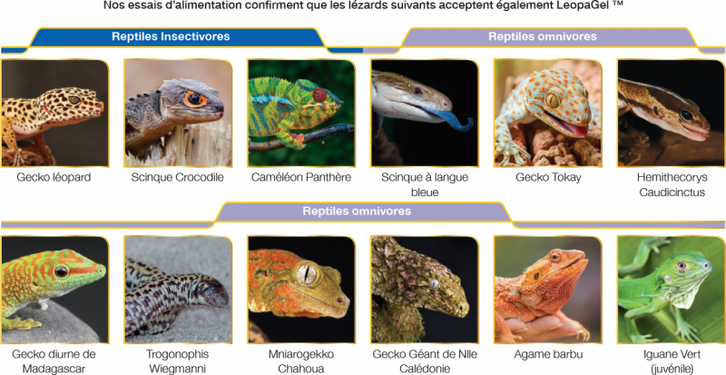 Hikari Reptile Leopagel aliment pour Gecko léopard