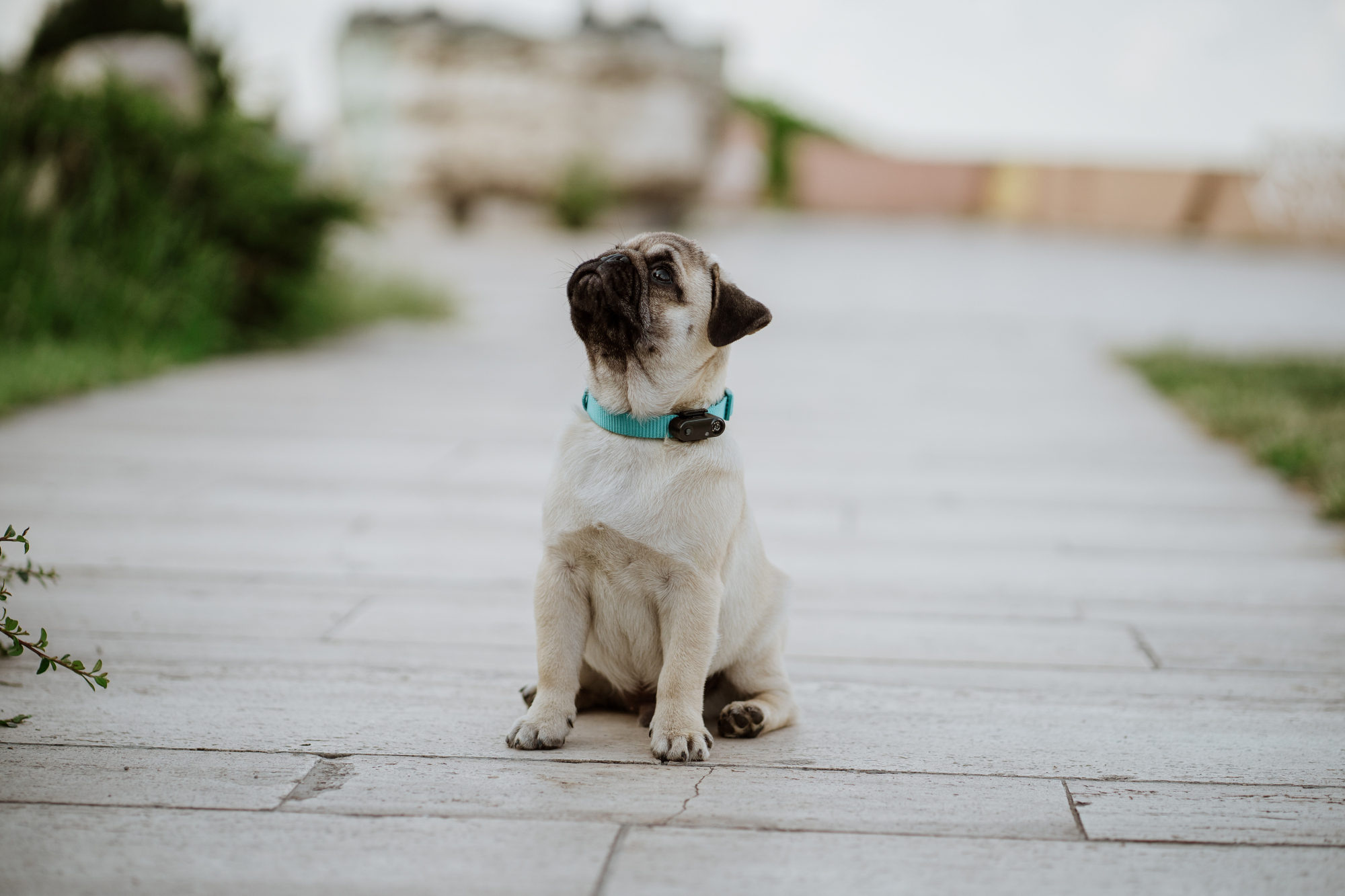 Tickless Mini Dog wiederaufladbar – Mehrere Farben erhältlich