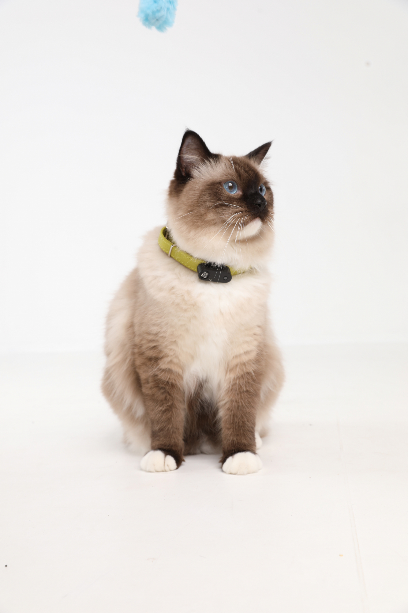 Tickless Mini Cat repelente ultrasónico recargable - varios colores