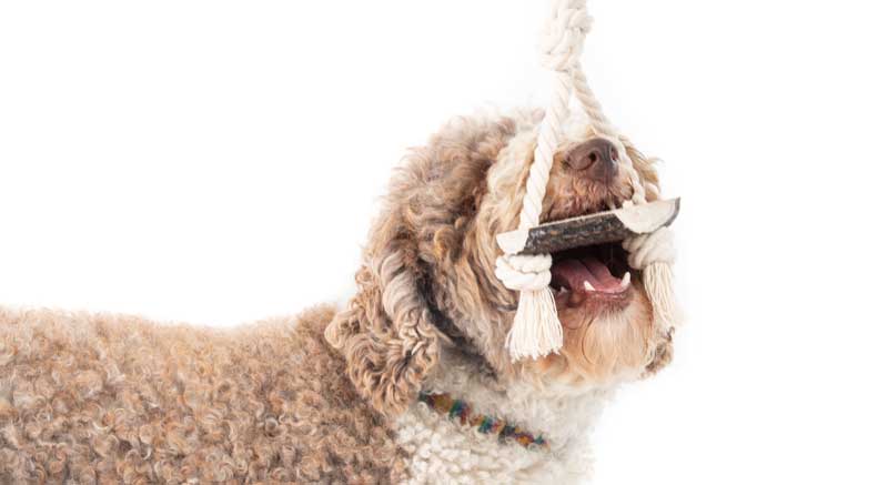 el juguete de cuerda y asta de ciervo knot para perros permite un juego interactivo