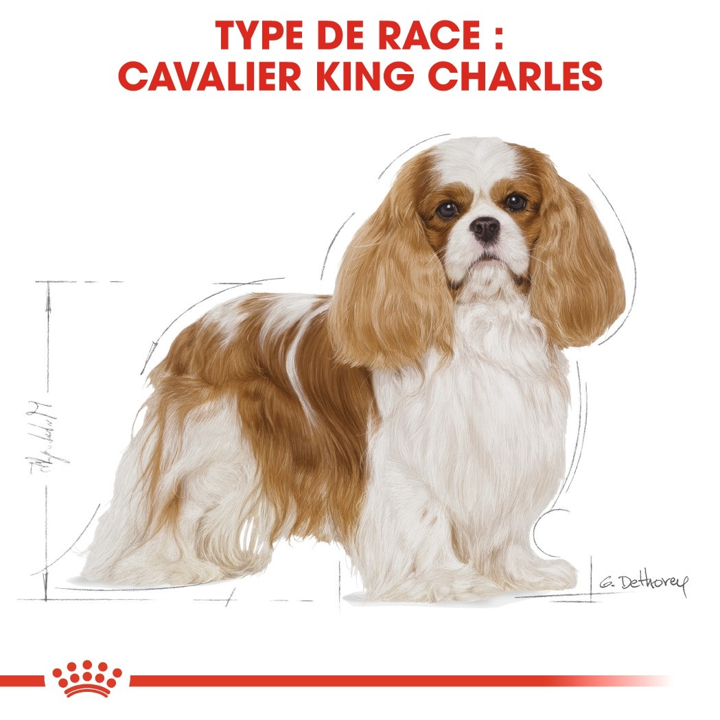 Royal Canin Breed Cavalier King Charles Adult