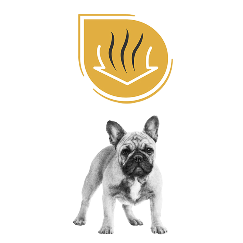 Beneficios del pienso Royal Canin Bulldog Francés 