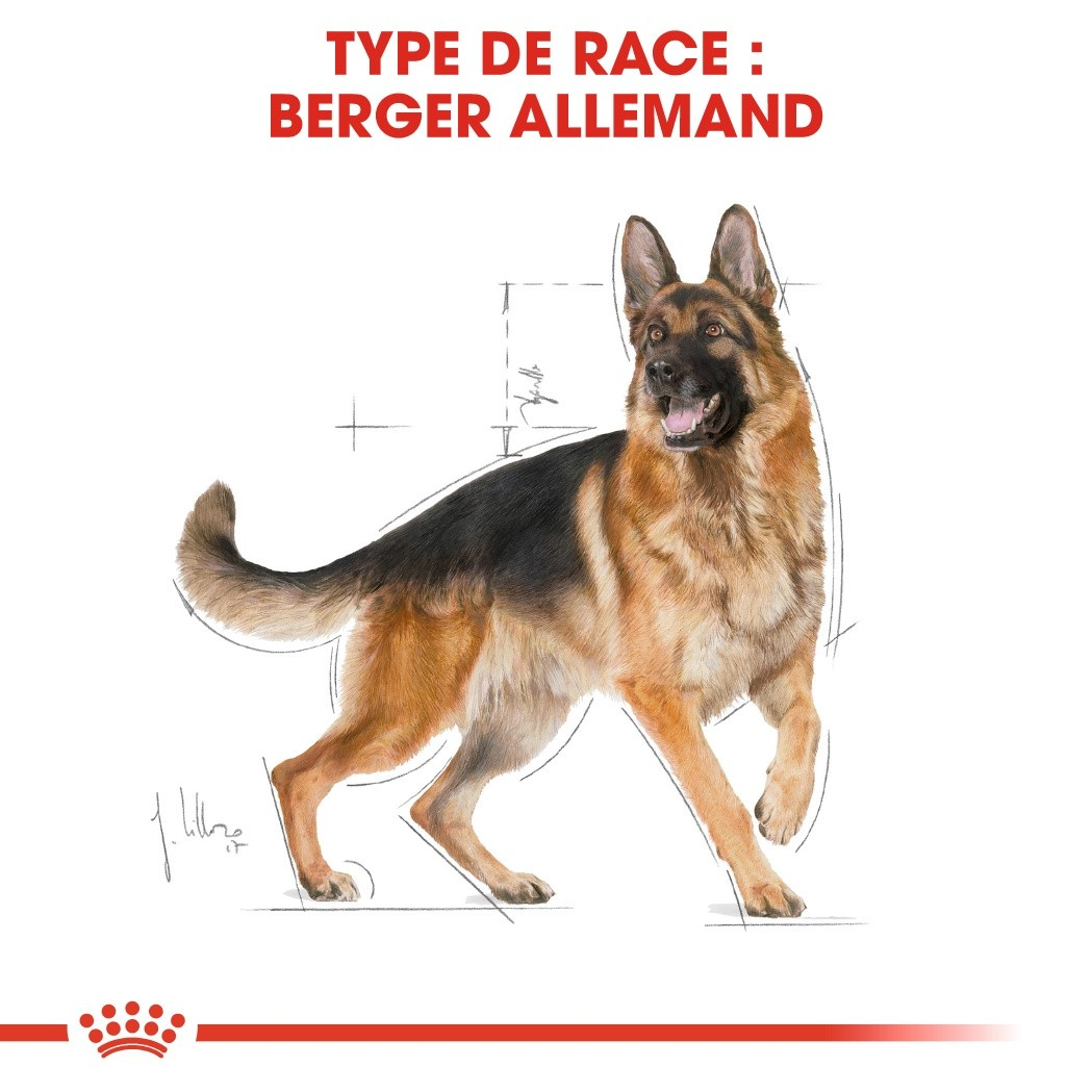 Royal Canin Breed German Shepherd Adult pour Berger Allemand 
