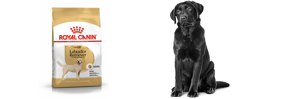 Royal Canin Labrador