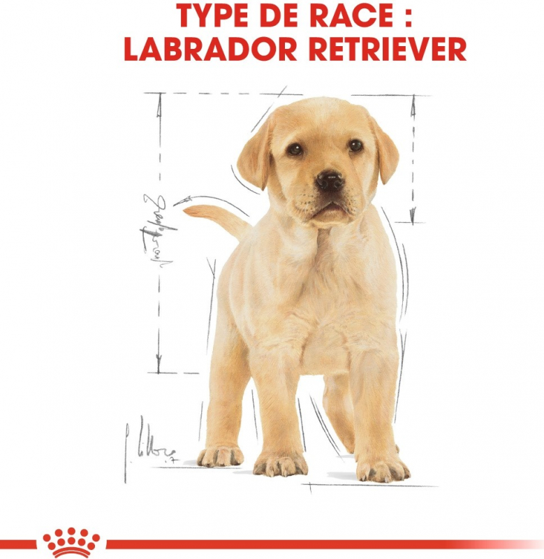 Royal Canin Breed Labrador Retriever Junior