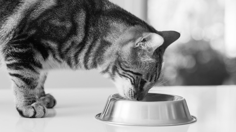 Un gato que se alimenta con el pienso Pro Plan Sterilised Adult RENAL PLUS Salmón para gatos