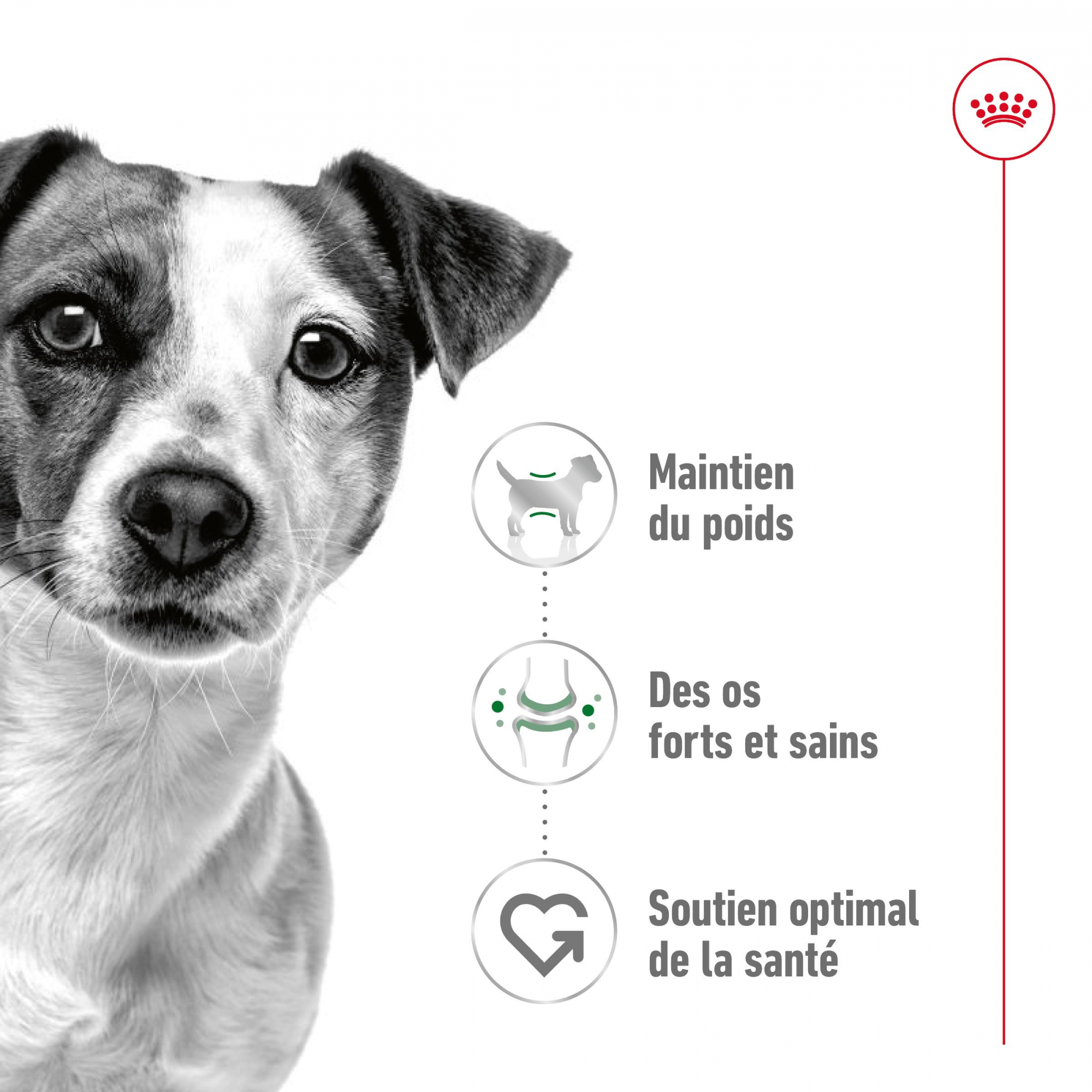 ROYAL CANIN Mini Adult para cão de pequeno porte