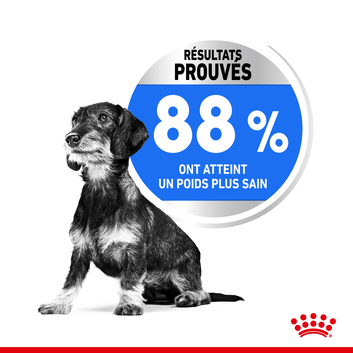 Royal Canin Mini Light Weight Care petit chien en embonpoint