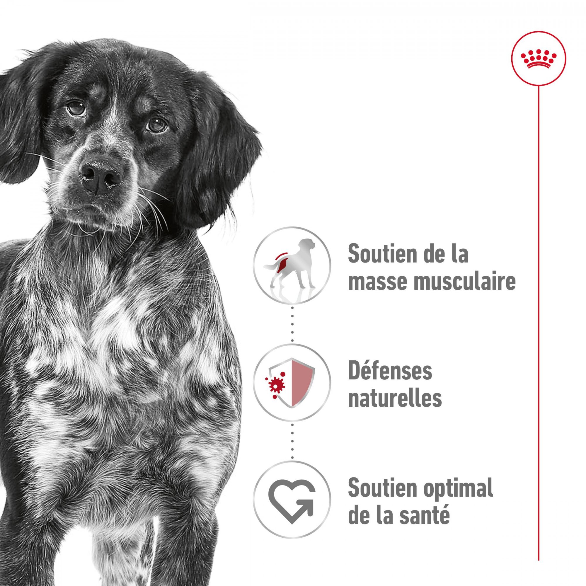 ROYAL CANIN Medium Adult voor middelgrote hond