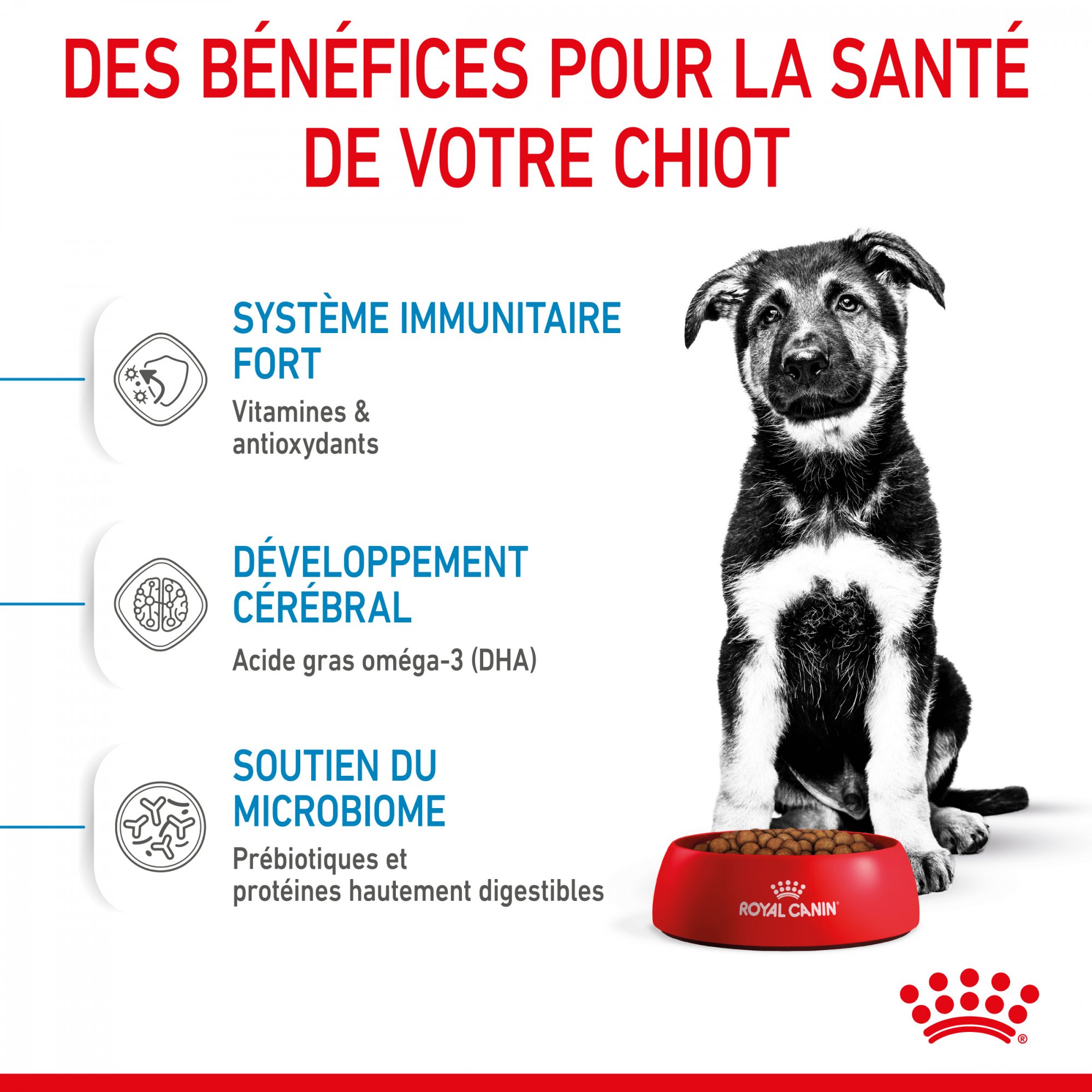 ROYAL CANIN Puppy Maxi pour grand chiot de 2 à 15 mois