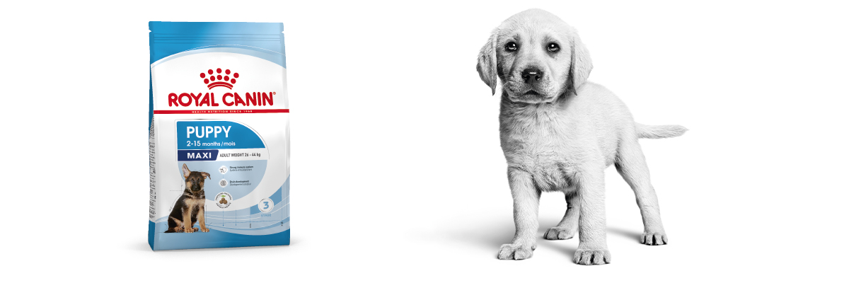 Royal Canin Maxi Puppy