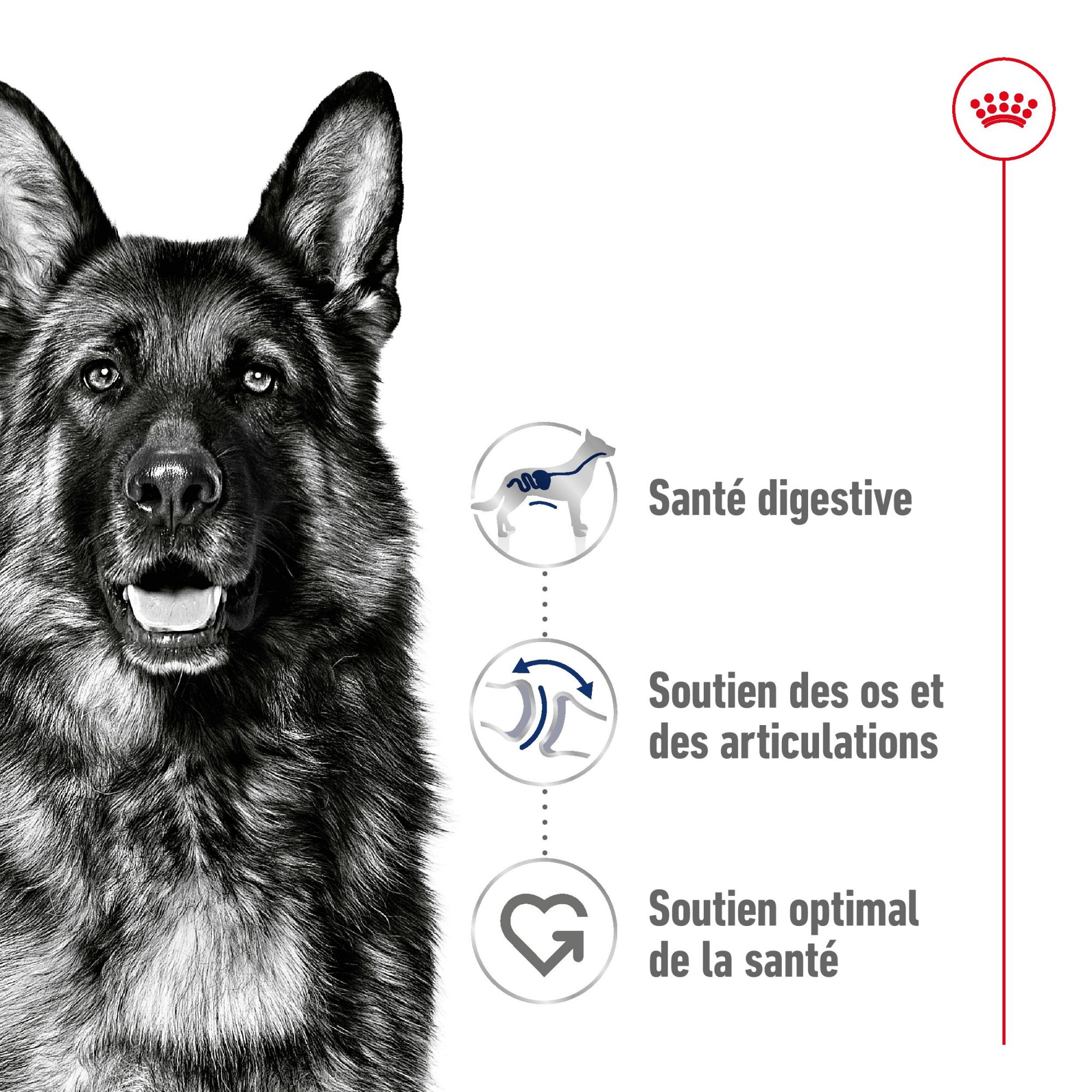 ROYAL CANIN Maxi Adult voor grote honden