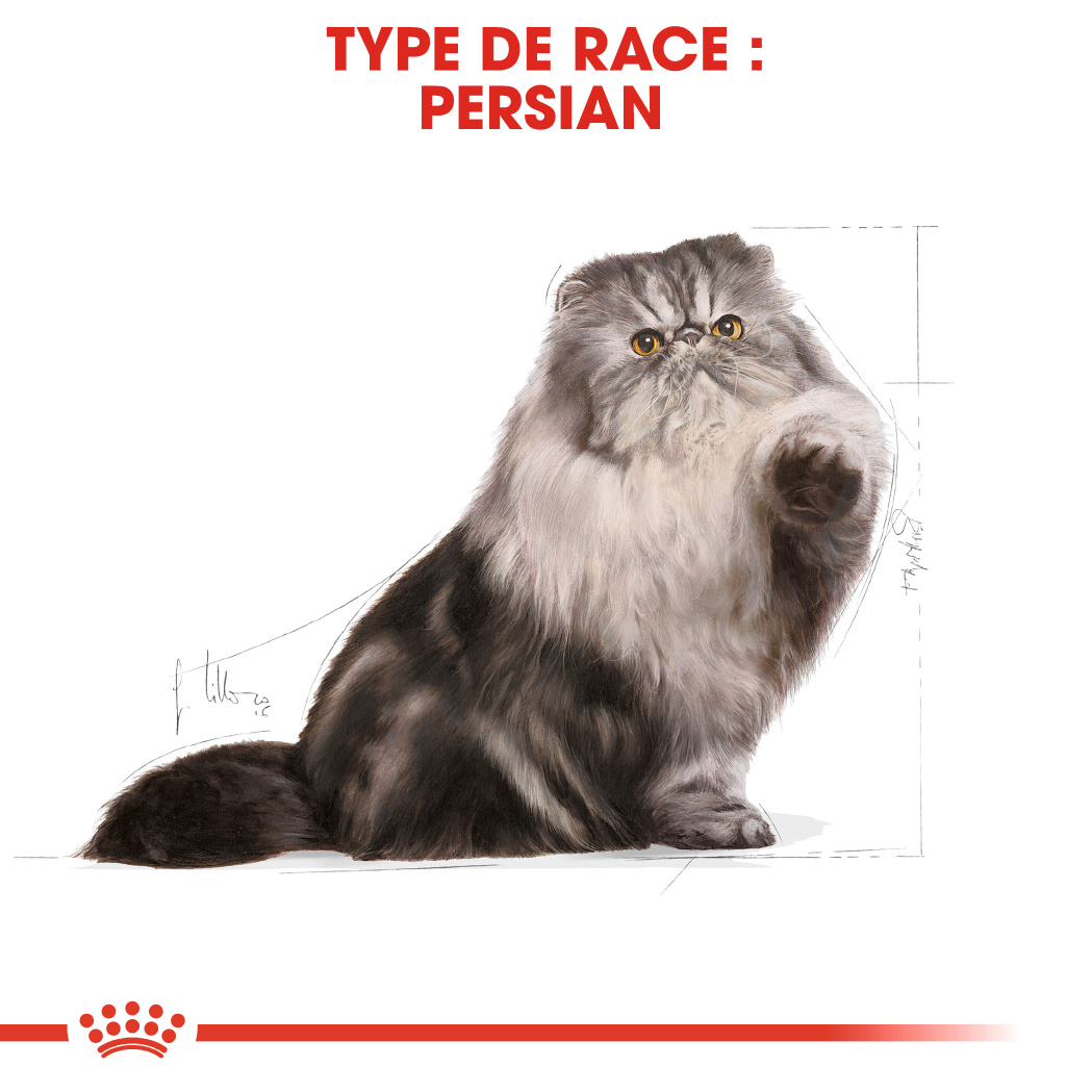 ROYAL CANIN Persian Adult Persan para gato a partir de 12 meses