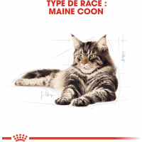 Royal Canin Maine Coon chat à partir de 15 mois