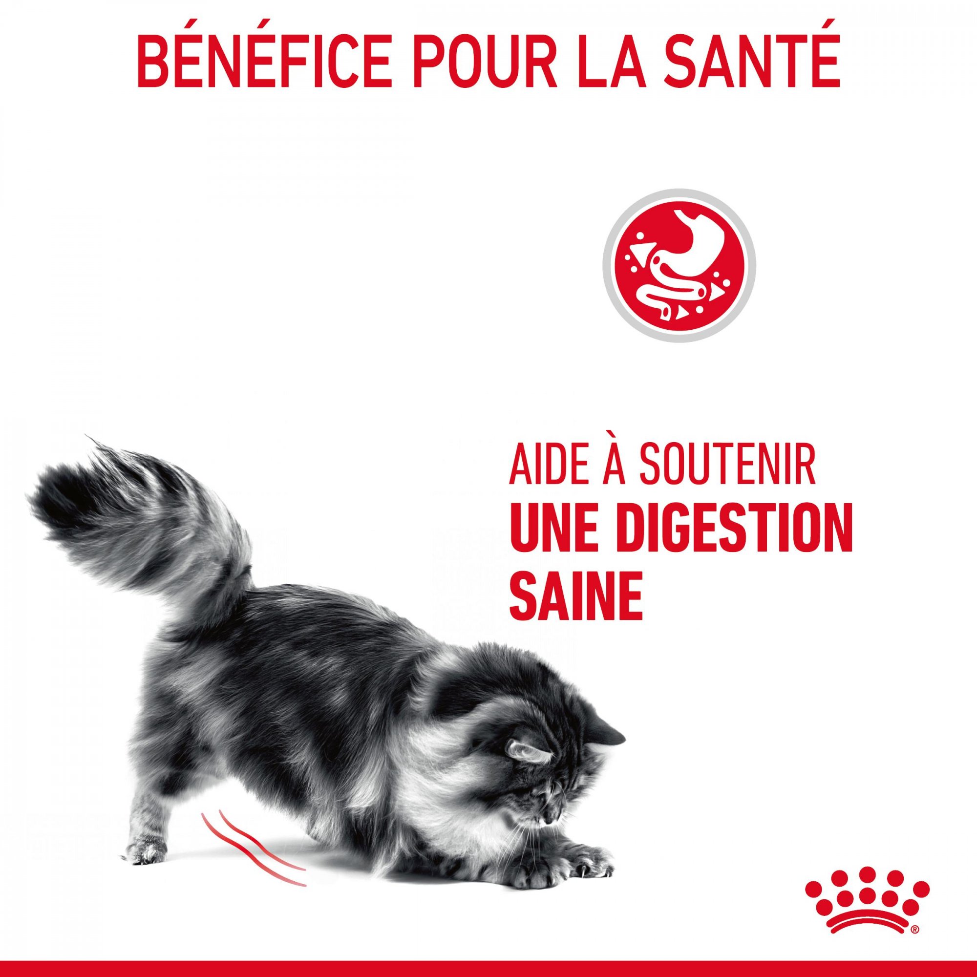 ROYAL CANIN Digestive Care para gato adulto para a saúde digestiva