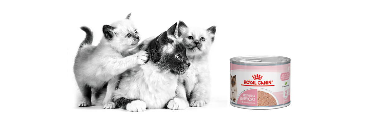 Royal Canin Mother & Babycat