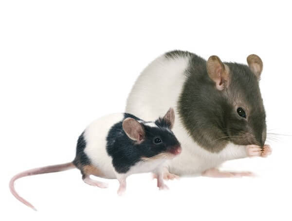 Hamiform Optima Komplettfutter für Ratten und Mäuse