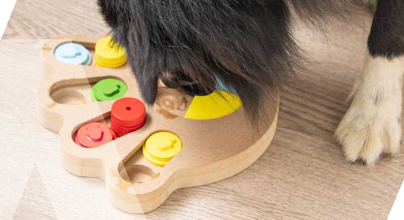 Un perro se divierte con el juego de inteligencia Zolia Clever Paw