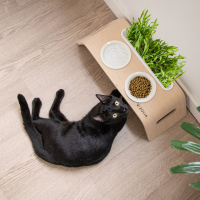 Gamelle double en céramique avec monture bois + support herbe à chat Zolia Cat'Ray