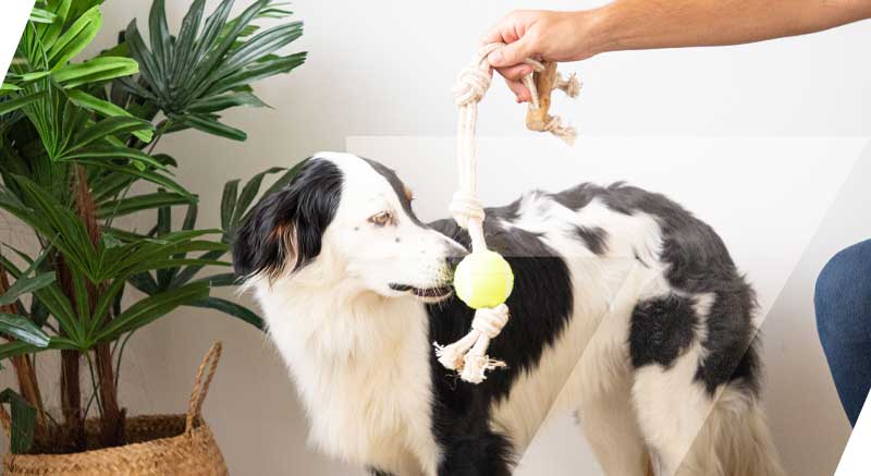 chien qui joue avec son jouet corde zolia