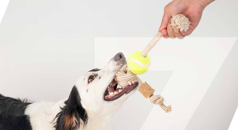 chien qui joue avec son jouet corde zolia