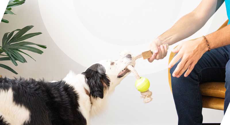 un perro jugando con el el juguete de cuerda con pelota y palo de café DAILYS