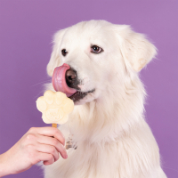 Smoofl Mix für Eiscreme für erwachsene Hunde - Banane