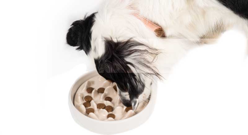 Un perro comiendo en el comedero antiglotón de cerámica Dragon Bowl