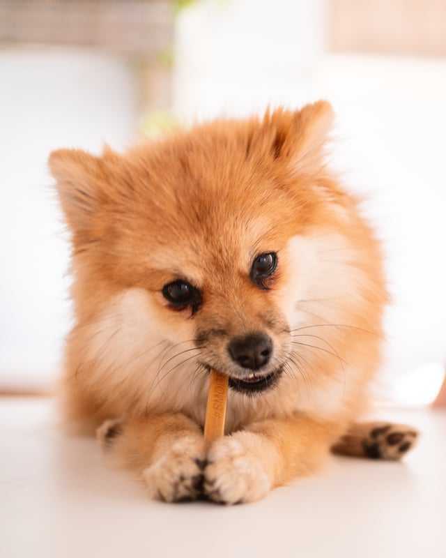 bâtonnet comestible glace chien