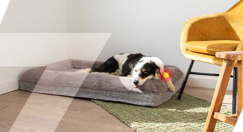 matelas à mémoire de forme confortable pour chien zolia