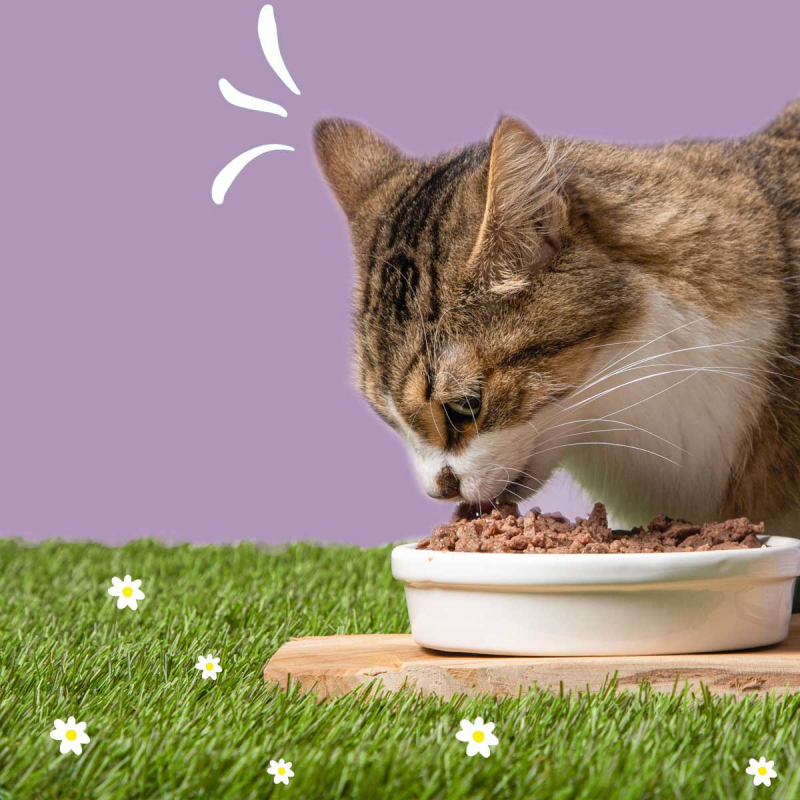 CROCORICO Mousse para gatos sin cereales - 2 recetas a elegir