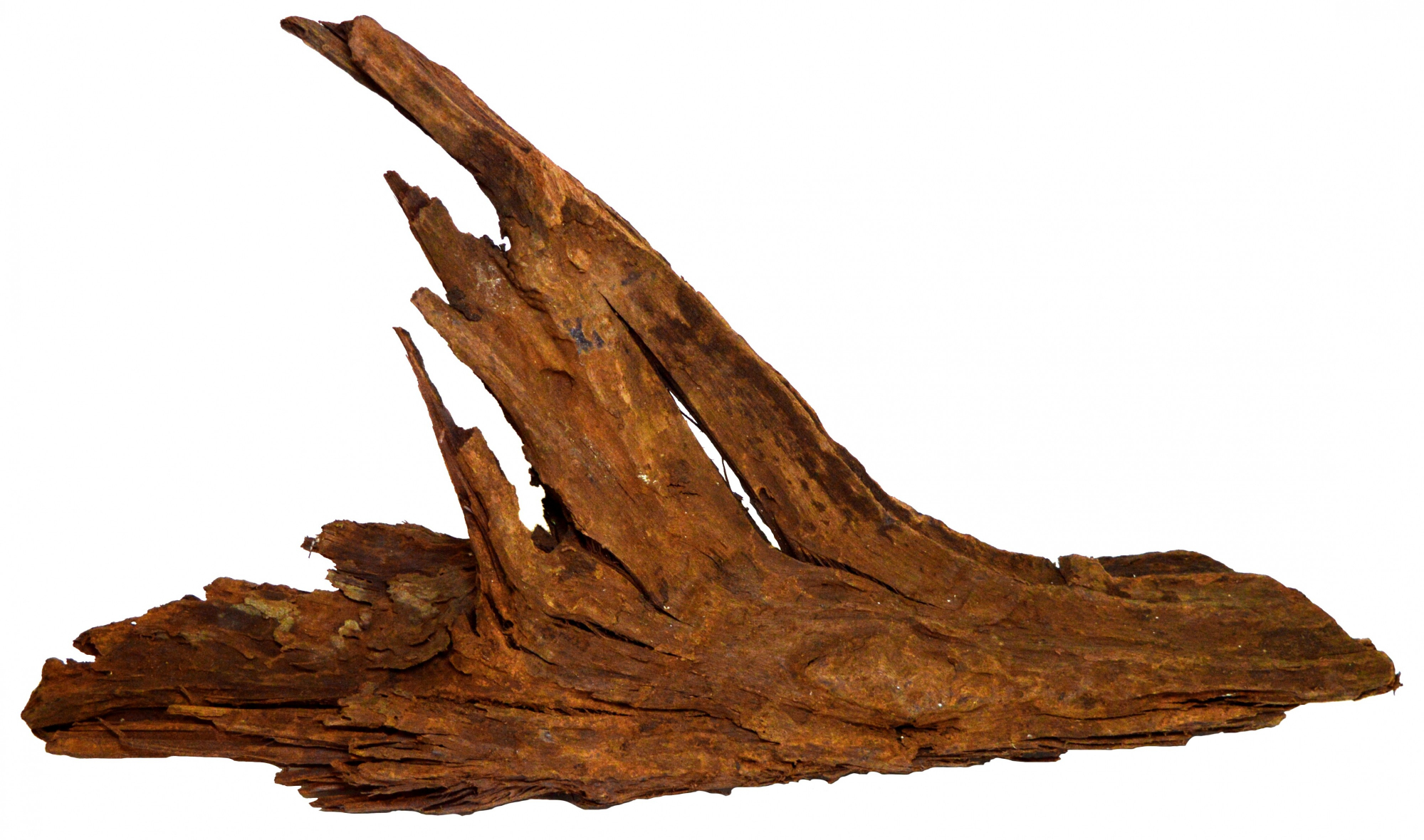 Superfish decoración raíces madera