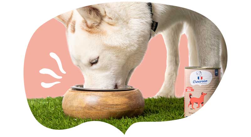 Un perro come la comida húmeda para perros crocorico 