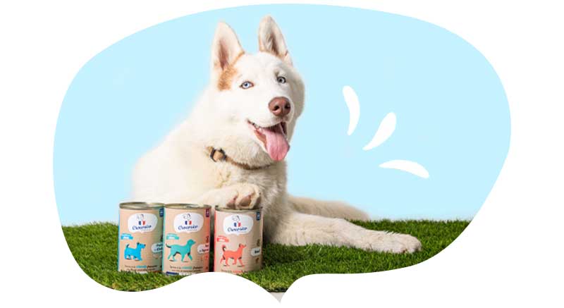 Varias latas de crocorico comida húmeda para perros