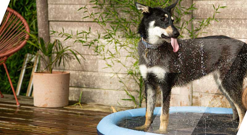 piscine bellagio zolia avec un chien qui s'amuse