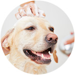 shampoing anti puces pour chien