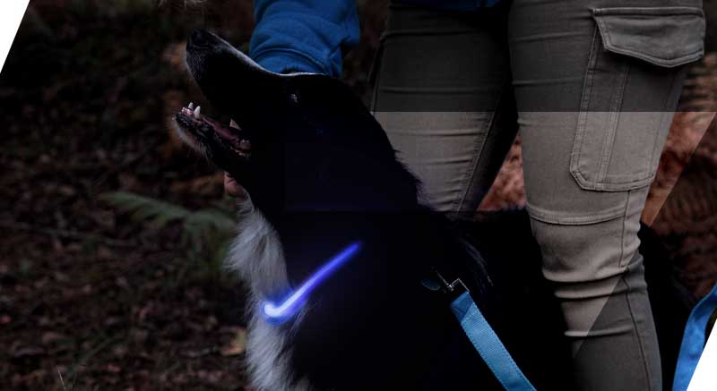 anneaux lumineux bleu zolia pour chien 
