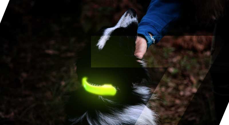 bande lumineuse pour chien zolia